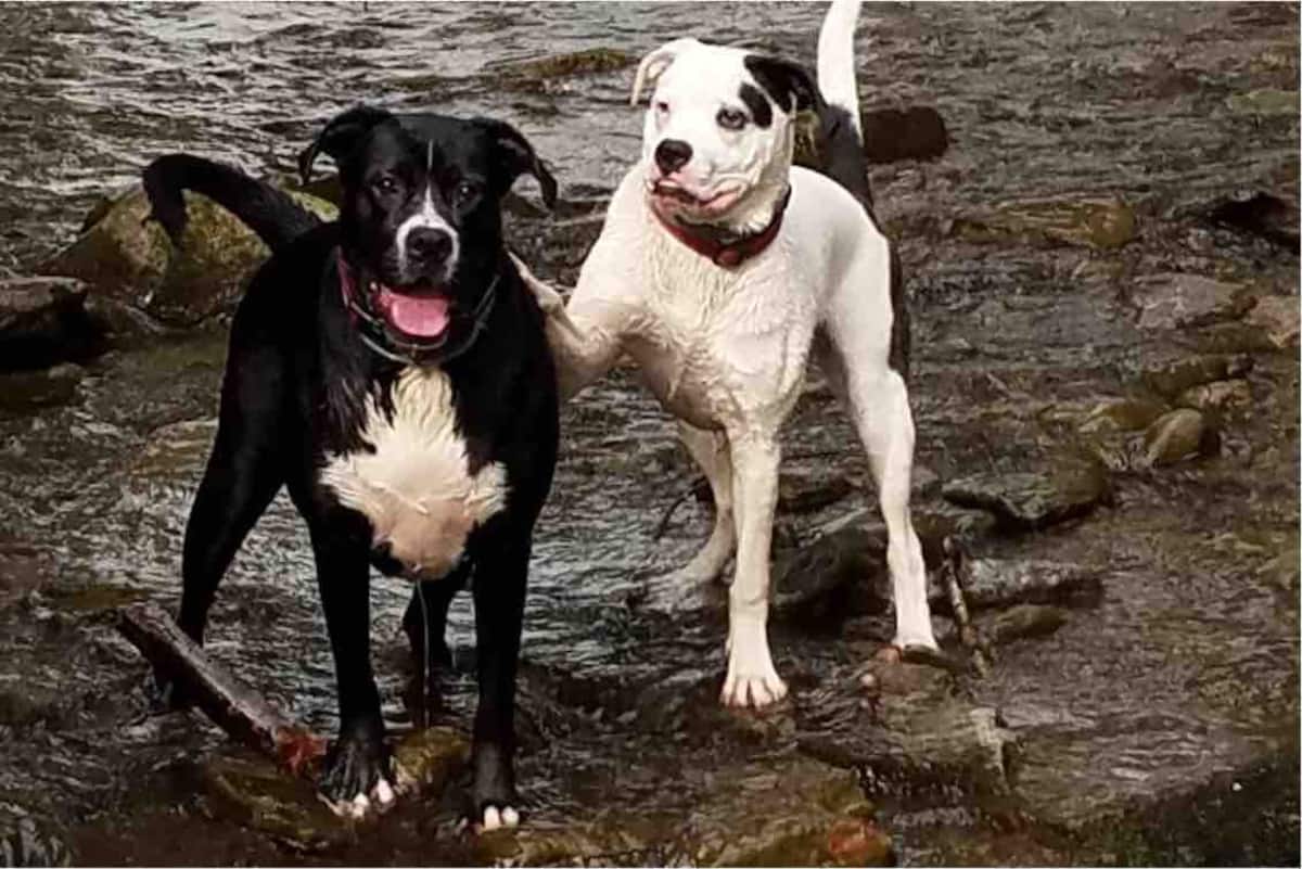 Dogs playing in water in Roscoe, NY